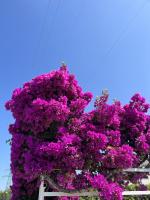 A garden outside Villa Cataleya