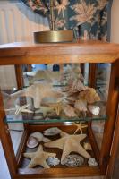 a glass shelf with shells and starfish on it at Huize Maurits in The Hague