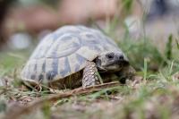 Zvieratá v apartmáne alebo blízkom okolí