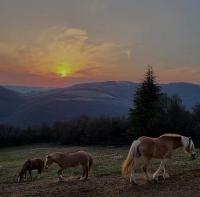 Zvieratá v ubytovaní bed & breakfast alebo blízkom okolí
