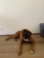 Domáce zviera alebo zvieratá hostí v ubytovaní Settimo Cielo Apartment Aosta CIR 0199