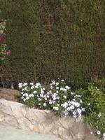 A garden outside Villa Francisco