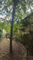un árbol frente a un edificio con una acera en La Maison de Louise Chinon #chateaux #vignobles, en Chinon