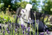 a bunch of purple flowers in front of a bench at MAISON de la Bonne Vie in Thérondels