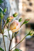 a pink rose is growing on a plant at MAISON de la Bonne Vie in Thérondels