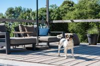 a brown and white dog standing on a wooden deck at MAISON de la Bonne Vie in Thérondels