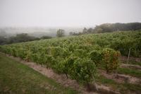 a row of vines on a hill with fog in the background at Vignoble Château Piéguë - winery in Rochefort-sur-Loire