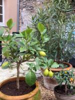 a couple of potted plants with citrus trees at La Maison du Cocher - Chambre indépendante climatisée en Hypercentre - Lit Queen Size in Angers