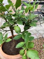 two plants in a pot with green fruit at La Maison du Cocher - Chambre indépendante climatisée en Hypercentre - Lit Queen Size in Angers