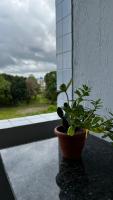 a potted plant sitting on a window sill at Residencial Havaí in João Pessoa