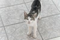 Domáce zviera alebo zvieratá hostí v ubytovaní Villa Venus