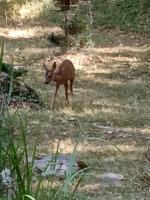 a deer standing in the grass in a field at Echappée sauvage in Masquières