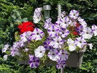 a flower pot filled with purple and white flowers at LES FLORALIES in Froberville