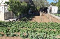 un jardín con una fila de plantas frente a una casa en Apartments by the sea Bibinje, Zadar - 5786, en Bibinje