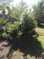 a bush with white flowers in a yard at La Ruelle : chambres d&#39;hôtes in Saumur