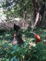 three chickens standing in the grass in a field at Charmante Maison Pierres 1768 in Polisy