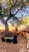 Vonkajšia záhrada v ubytovaní Masseria Parco delle Casette