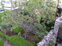Vonkajšia záhrada v ubytovaní Apartments with a parking space Jadranovo, Crikvenica - 13417