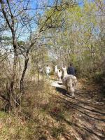 Animales en la casa vacacional o alrededores