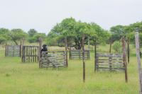 a person standing behind a fence in a field at Manong Game Lodge in Gaborone
