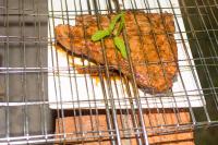 a metal cage with some food in it at Manong Game Lodge in Gaborone
