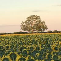 a field of sunflowers with a tree in the middle at Chambres d&#39;Hôtes Bienvenue in LʼAbsie