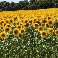 a field of sunflowers on a sunny day at Chambres d&#39;Hôtes Bienvenue in LʼAbsie