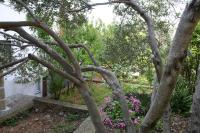 Vonkajšia záhrada v ubytovaní Apartment Podgora 518d