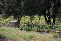 a garden with flowers and trees in a field at Seaside secluded apartments Cove Blaca, Mljet - 615 in Saplunara