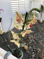 a group of flowers in a vase on the ground at Hôtel La Christophine in Saint-François