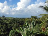 vistas a una selva con palmeras y arbustos en Kaz kad, en Sainte-Rose