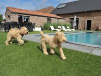 two dogs standing in the grass near a pool at Splendid Holiday Home in Le Tignet South with Garden in Eisden