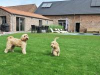two dogs standing in the grass in a yard at Splendid Holiday Home in Le Tignet South with Garden in Eisden