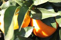Plán poschodí v ubytovaní Casita Naranja