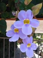 A garden outside Alba & Tramonto