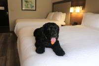 宿泊客と一緒にHoliday Inn Express & Suites Albuquerque Historic Old Town by IHGに滞在中のペット