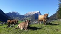 three cows laying in a field with mountains in the background at Fernblick Frühstückspension in Schoppernau