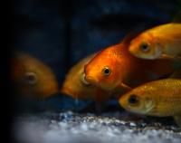a group of goldfish in a tank at TOP Apartman in Šabac