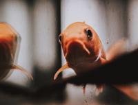 two goldfish are looking out of a window at TOP Apartman in Šabac