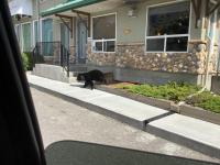 宿泊客と一緒にMountainView -PrivateChalet Sleep7- 5min to DT Vacation Homeに滞在中のペット