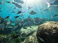 a school of fish in a coral reef at Les Rivages de Stagnola Appartement T3 vue mer et montagne plage 200m climatisé in Pietrosella