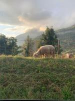 a sheep grazing on a hill in a field at La coccinelle in Noyarey
