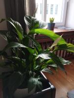 Plán poschodí v ubytovaní Rotes Haus Apartment