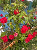 a bunch of red flowers in a flower pot at Premiere Classe Cambrai Proville in Cambrai