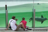 two people taking a picture of a dolphin in a aquarium at Residentie Californië in De Koog