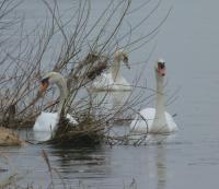 three swans are swimming in the water at Les Gites De Colliers in Muides-sur-Loire