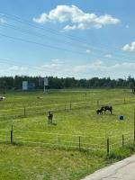 Zvieratá v horskej chate alebo blízkom okolí