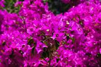 A garden outside Le bougainvillea 2