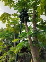 Сад в Tenerife Homestay