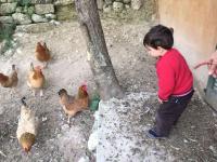 Zvířata v apartmánu nebo okolí